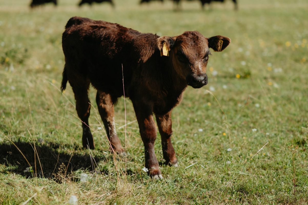 Agrofarma Brvniste