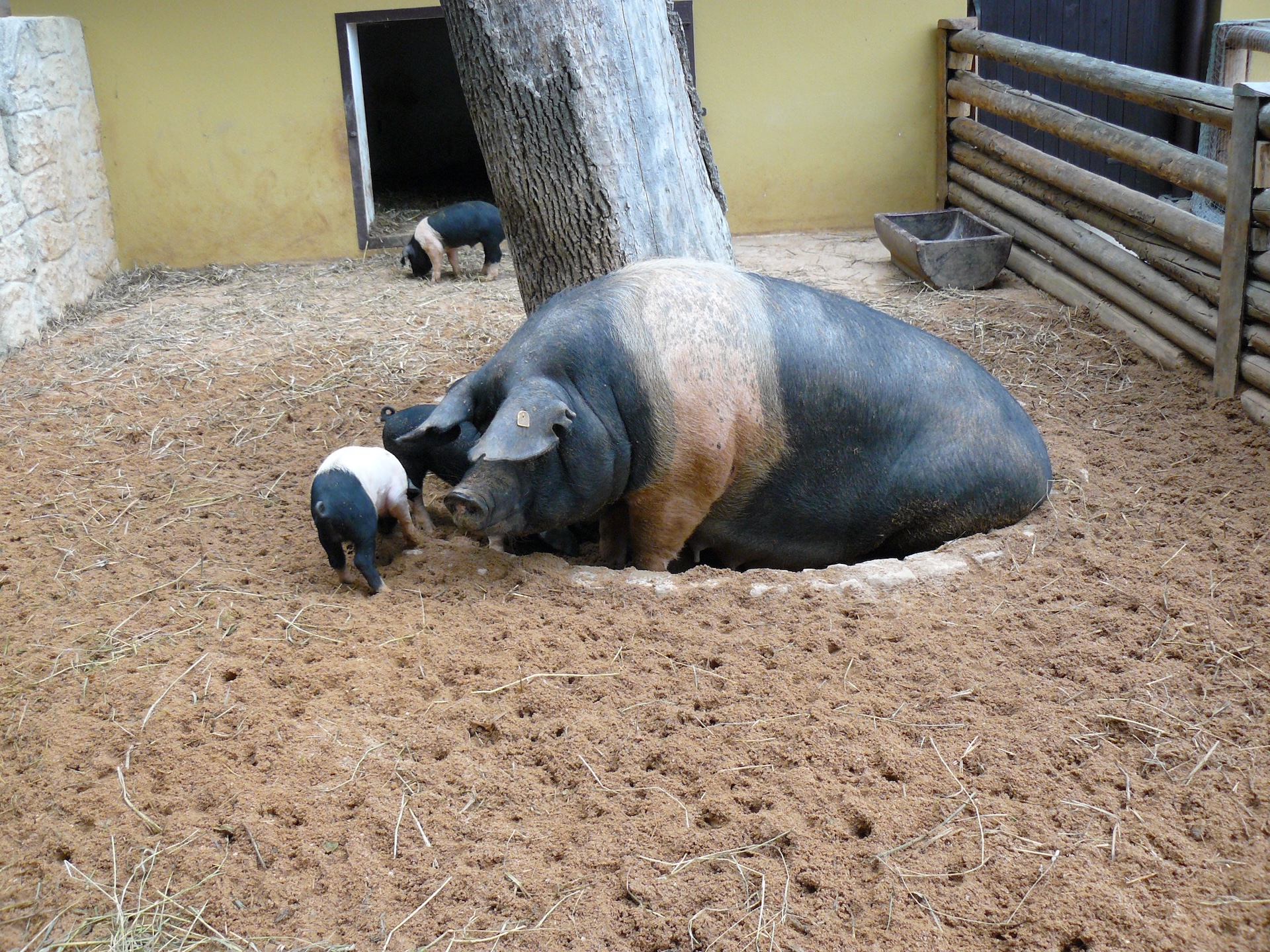 Přeštické černostrakaté prase ZOO Plzeň